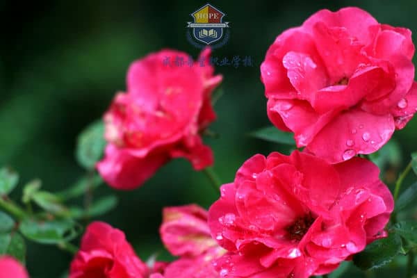 成都希望职业学校花朵